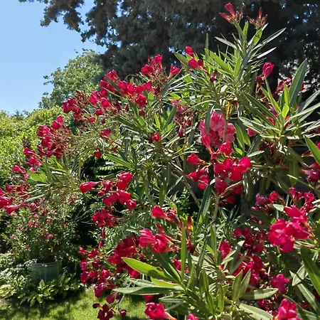 Vendeghaz Balatonfüred