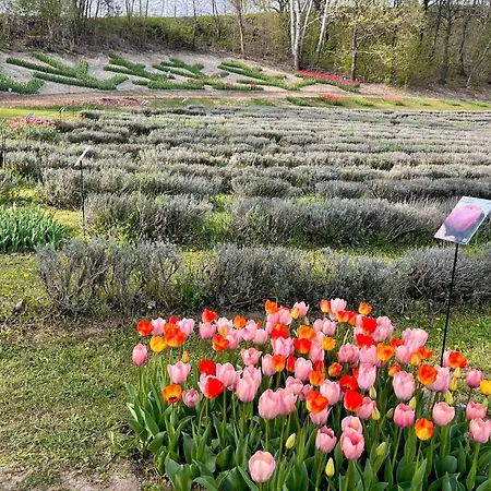 Vendeghaz 아파트 블로톤퓌레드