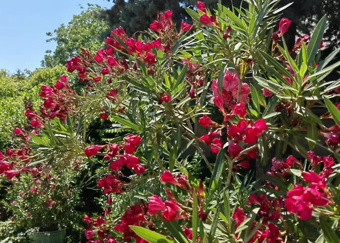 Vendeghaz 巴拉顿菲赖德